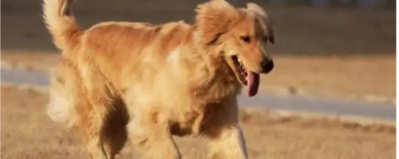 What are the main points of feeding golden retriever