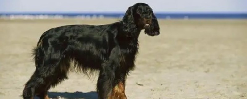 How to train a Gordon Setter to be obedient