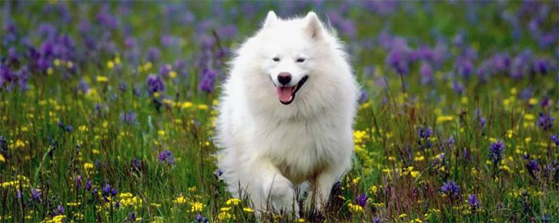 How to train Samoyed dogs