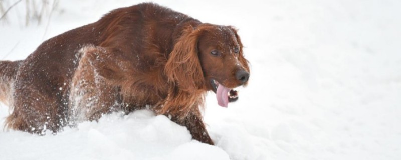 What to do if the Setter dog eats too much and has diarrhea?