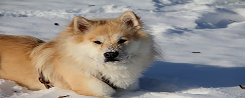 There are several coat colors of Eurasian dogs