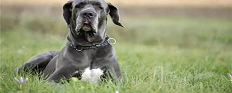 What Do German Mastiffs Need To Train?