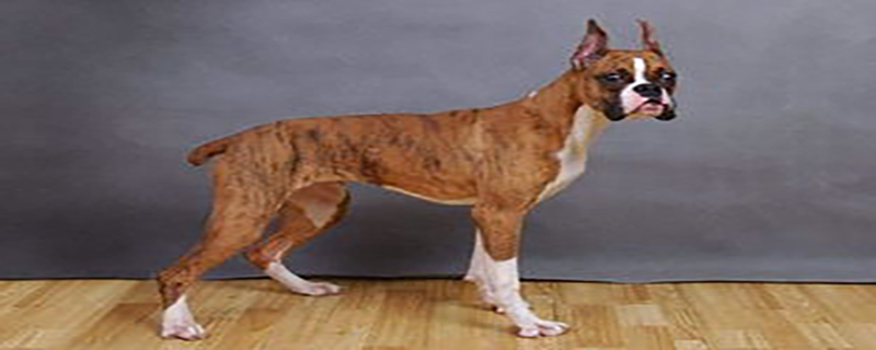 What are the main points of German boxer dog breeding