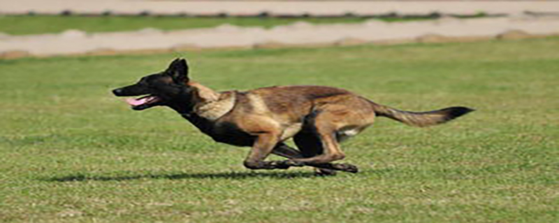 How to train Malinois dogs to be obedient