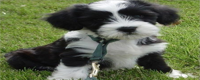 Tibetan Terrier Personality and Appearance Traits