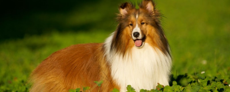 Are Shetland Sheepdogs Aggressive?