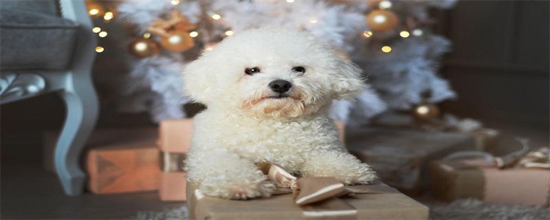 What foods should Bichon Frize avoid?