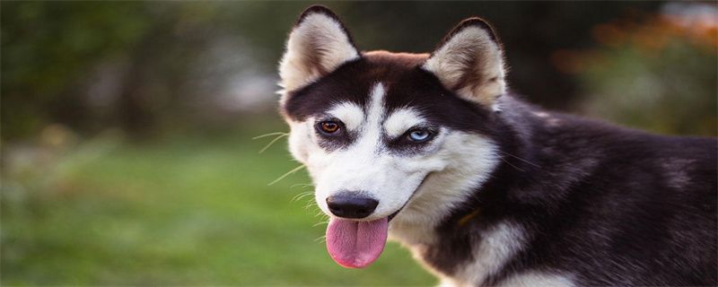 How to train a husky not to accept food from strangers