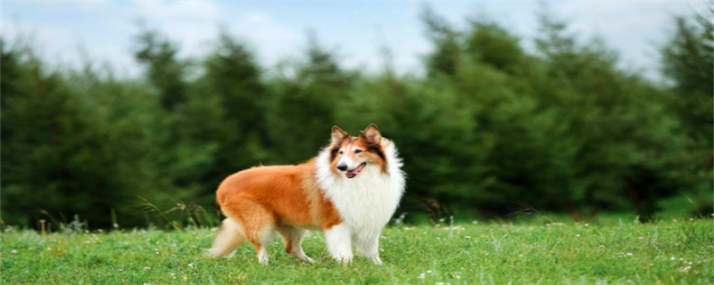 What are the most taboo foods for Scottish Sheepdogs?