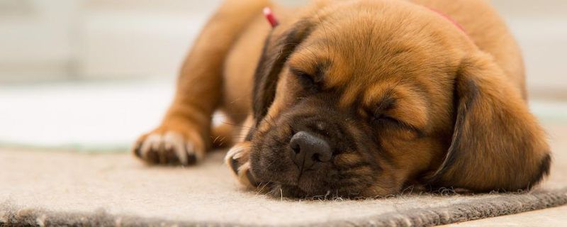 What are the symptoms of food poisoning in dogs?