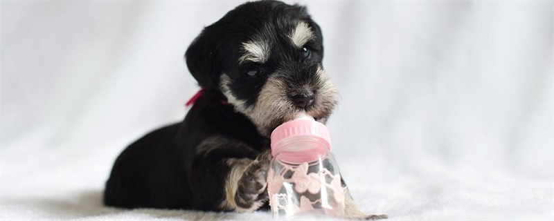 Throat seems to be stuck after bathing dog