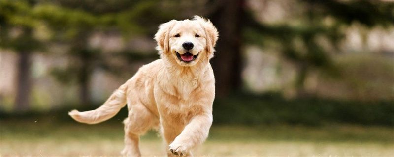 How many months does it take for golden retriever dogs to change their teeth?