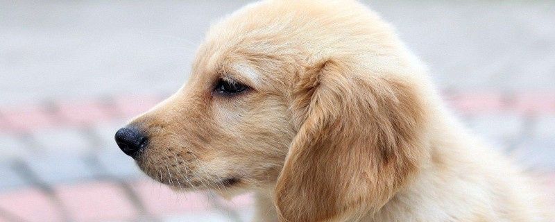 Golden Retriever Dog Vaccination