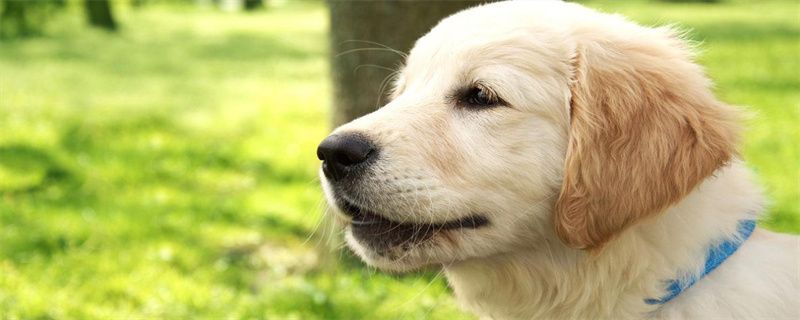 What is the normal weight of an adult Golden Retriever?