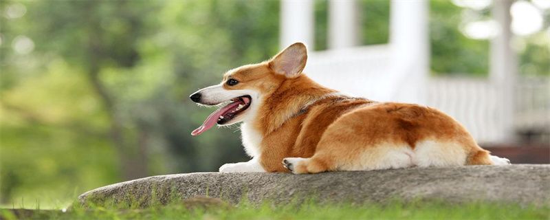 Do Corgis have to have their tails broken?