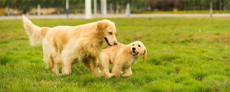 What are the symptoms of puppies with golden retriever?