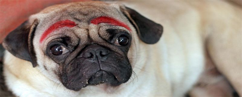 What kind of medicine is used for Pug dogs to heal quickly?