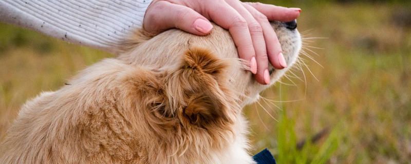 How old can a golden retriever eat dry dog ​​food?