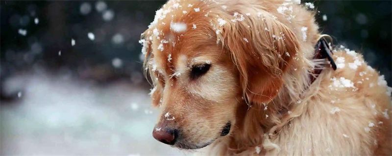 How to get rid of the smell on the golden retriever dog