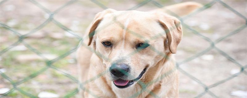 Why Do Dogs Scrub Floors?