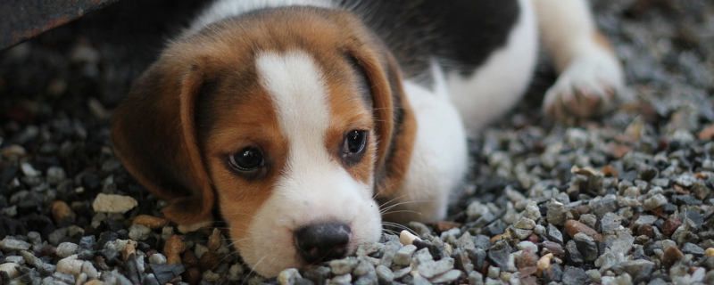 What are the signs and symptoms of puppies?