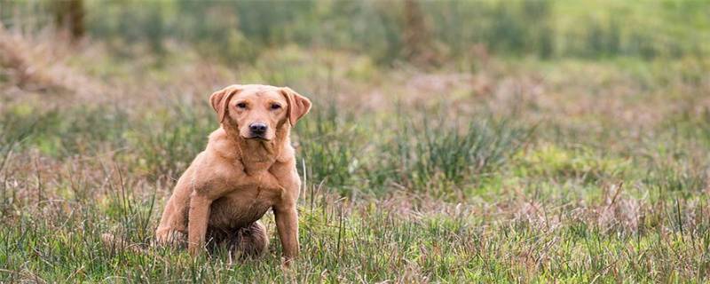 Which medicines can be used for dog fungal skin disease