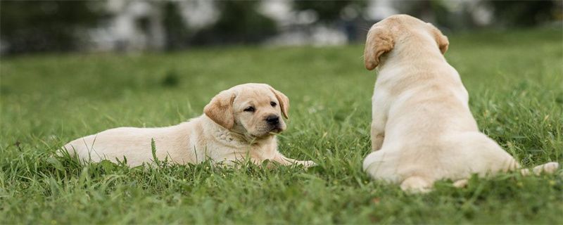 How to deal with mites on puppies