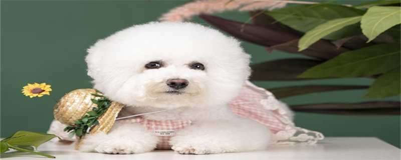 How to train Pomeranian puppies to defecate in a fixed place