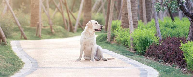 Can dogs bathe with soap?