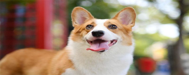 How to train a corgi dog to defecate