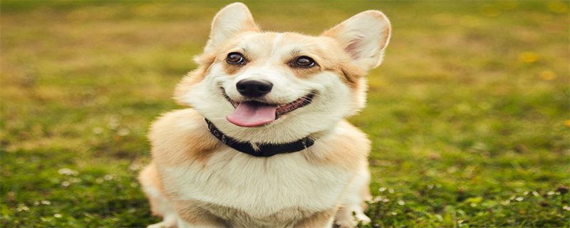 What are the early symptoms of Corgi's canine distemper?