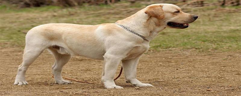 Why Do Dogs Like To Eat Toilet Paper?