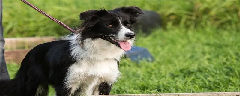 When can border collie puppies take a bath