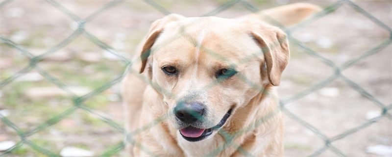 What's the matter with the pimples and hair loss on the dog's body?