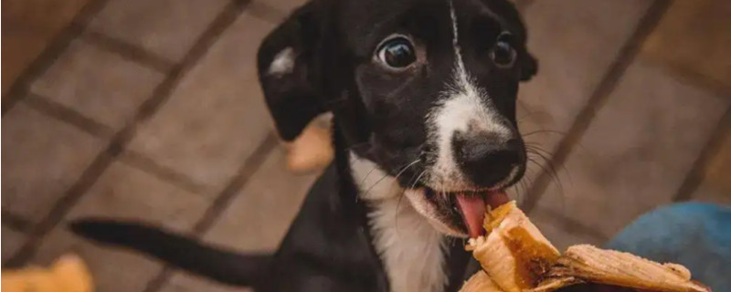 Can dogs eat bananas? Is it nutritious?