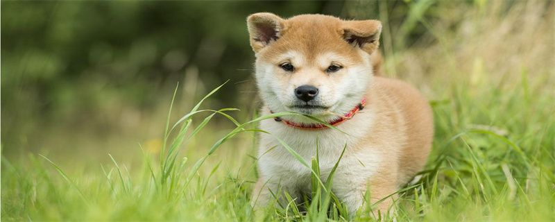 What causes a puppy's tail to shed hair?