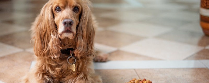 Early Symptoms of Pancreatitis in Dogs