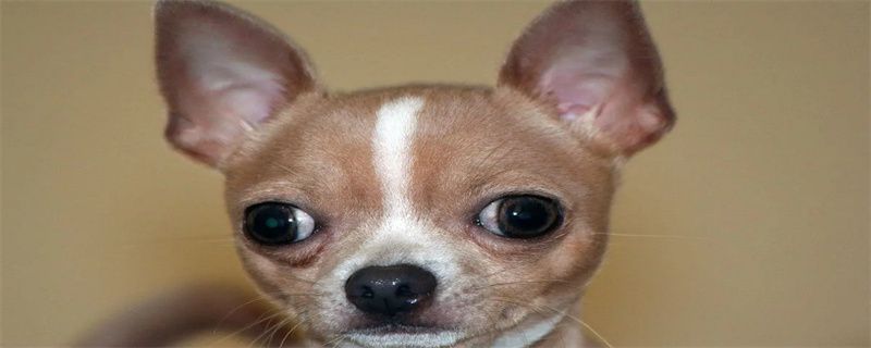 What are the common diseases of Chihuahuas?