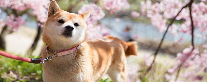 Is Shiba Inu suitable for beginners?