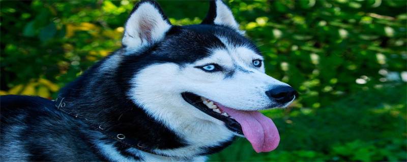 Do huskies have wolf nature?