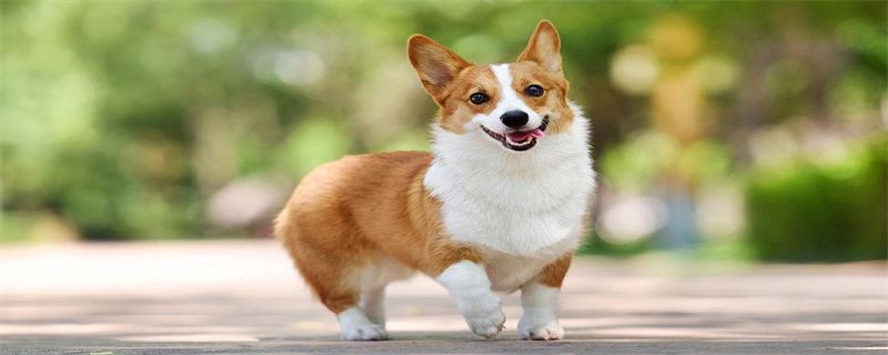 How much is a Corgi dog neutered?