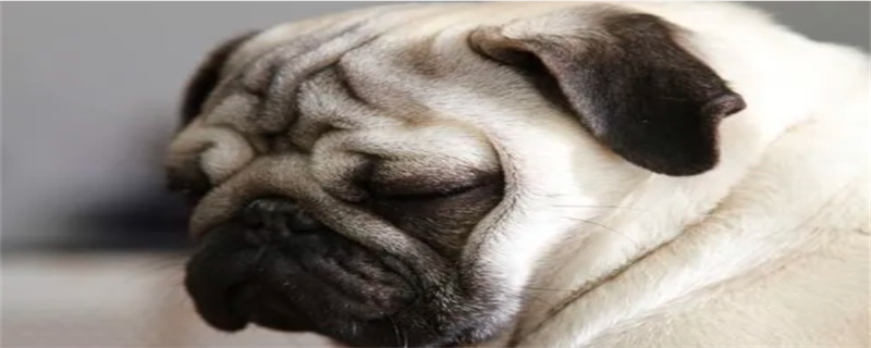 What foods can Pug dogs eat?