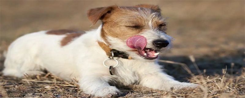 Dog urine smells bad how to get rid of it