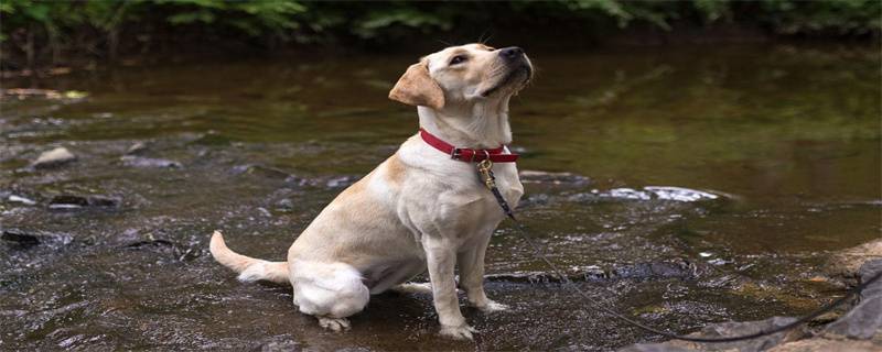 Labrador puppies pull and vomit, what's the matter?