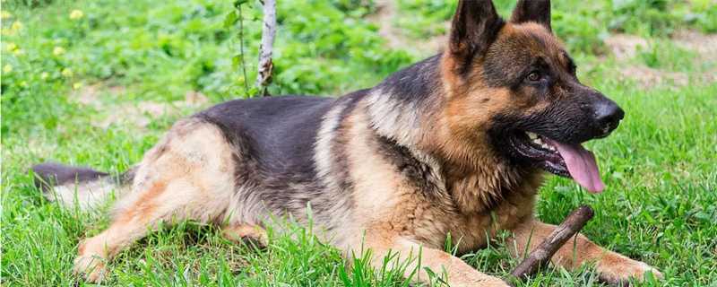 What vaccine is best for German Shepherd puppies?