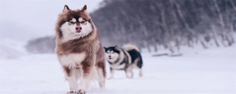 What is the little black bug on the dog?