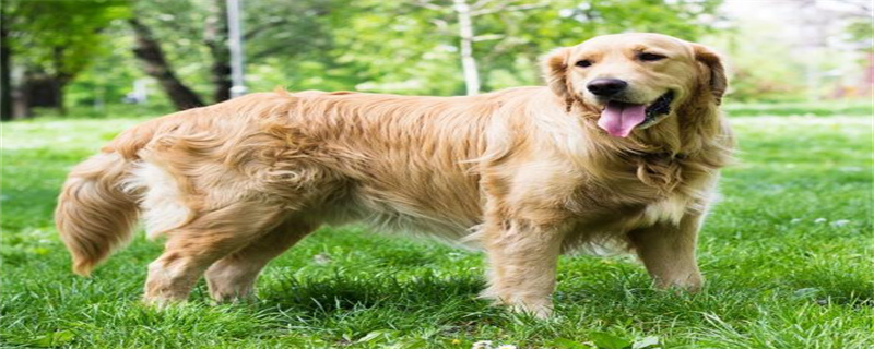 How did the ticks on the golden retriever come from?