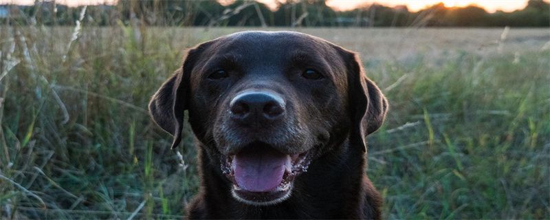 Male Labrador Retriever months mature