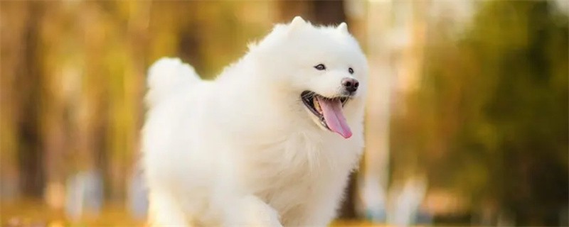 What are the symptoms of distemper in Samoyed dogs?