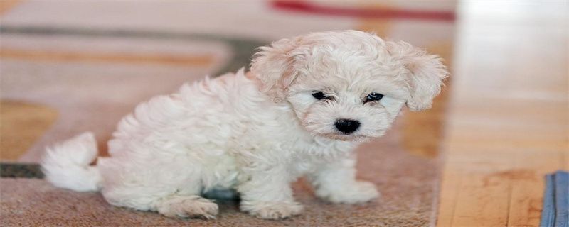 What is the cause of hair loss in bichon frize dogs